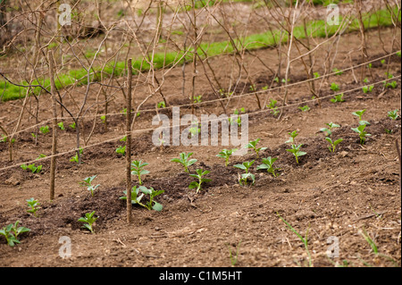 Rangées de nouveau planté 'Fève Aquadulce' et 'Meteor pois' et 'première' Feltham Banque D'Images