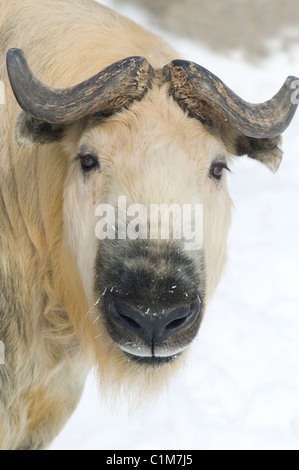 Ou chinois ou tibétain du Sichuan Takin Budorcas taxicolor tibetana jardin zoologique en captivité Minnesota USA Banque D'Images