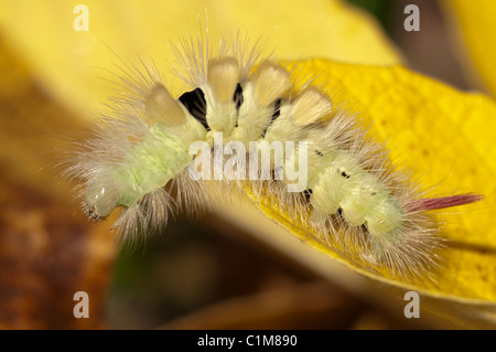 Pale Tussock, Dasychira pudibunda, espèce de caterpilar. Caterpilar poilue jaune avec queue rouge, West Sussex, UK. Octobre. Banque D'Images