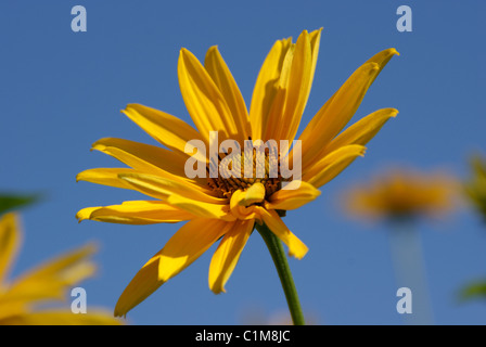 Heliopsis jaune fleur (Heliopsis helianthoides) contre le ciel bleu Banque D'Images