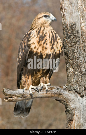 La Buse pattue ou Buse pattue Buteo lagopus perché sur membre de l'arbre d'Amérique du Nord Banque D'Images