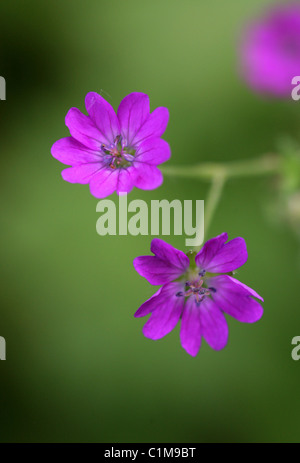 Géranium sanguin Geranium pyrenaicum, bocage, Géraniacées. La fleur sauvage. Banque D'Images