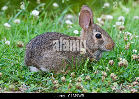 Jeune Lapin à queue blanche (Sylvilagus floridanus) se nourrissant de clover est de l'USA Banque D'Images