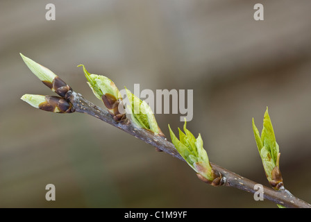 Bird Cherry, Prunus padus Banque D'Images