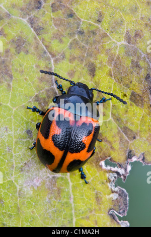 Labidomera clivicollis asclépiade Leaf Beetle sur feuilles de l'Asclépiade commune (Asclepias syriaca est des Etats-Unis Banque D'Images