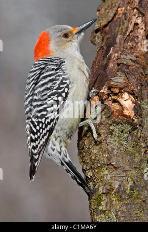 Pic à ventre roux Melanerpes carolinus mâles, l'Est de l'USA Banque D'Images