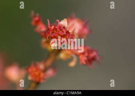 Acer rubrum 'Octobre Gloire Banque D'Images