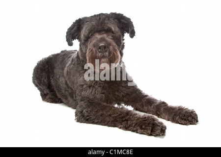 Bouvier des Flandres devant un fond blanc Banque D'Images