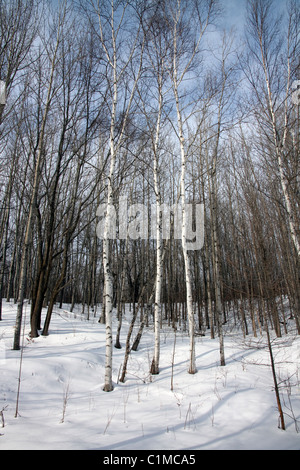 Le bouleau blanc Betula papyrifera et tremble Populus tremuloides forest la fin de l'hiver N Michigan USA Banque D'Images