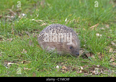 Hérisson ERINACEUS EUROPAEUS SUR HERBE UK Banque D'Images