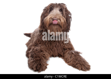 Labradoodle devant un fond blanc Banque D'Images