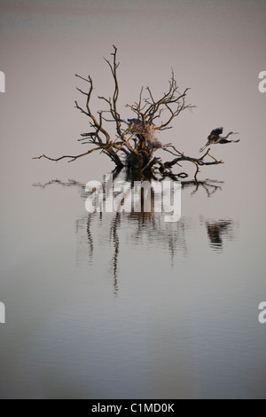 Héron cendré (Ardea cinerea) nichant dans des arbres morts, England, UK Banque D'Images