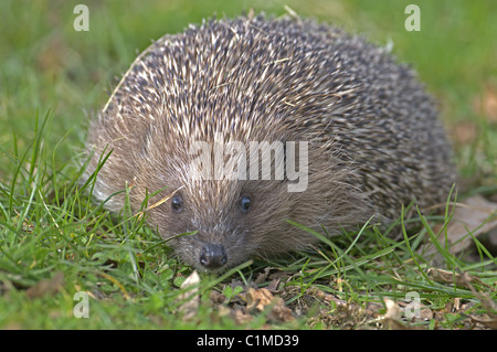 Hérisson ERINACEUS EUROPAEUS SUR HERBE UK Banque D'Images