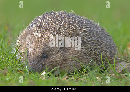 Hérisson ERINACEUS EUROPAEUS SUR HERBE UK Banque D'Images