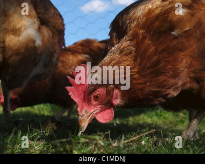 Poules élevées en libre parcours dans le Lincolnshire, en Angleterre. Banque D'Images