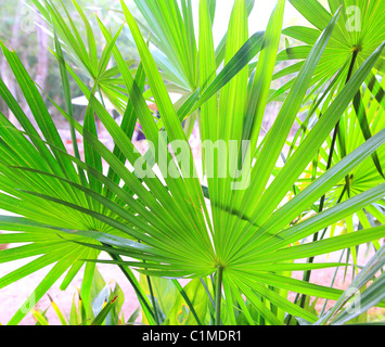 Feuilles de palmier chit en Amérique centrale Mexique Yucatan rainforest Banque D'Images