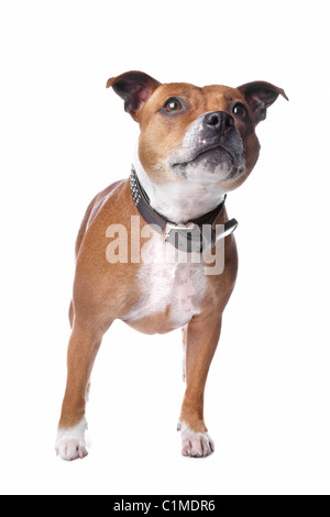 English Staffordshire Bull Terrier (staffordshire staffie, staffy, Stafford,) se trouvant sur le plancher, isolé sur fond blanc Banque D'Images