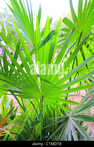 Les feuilles de palmier Chit ree forêt tropicale du Yucatan Mexique Amérique centrale Banque D'Images