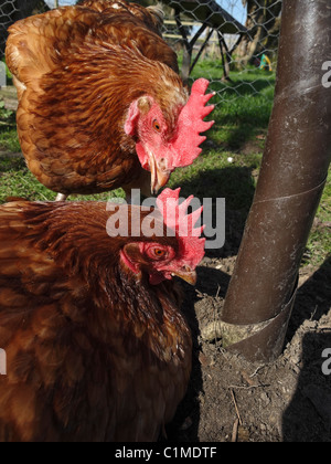 Poules élevées en libre parcours dans le Lincolnshire, en Angleterre. Banque D'Images
