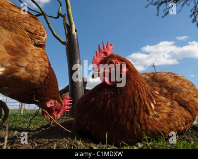 Poules élevées en libre parcours. Lincolnshire, Angleterre. Banque D'Images