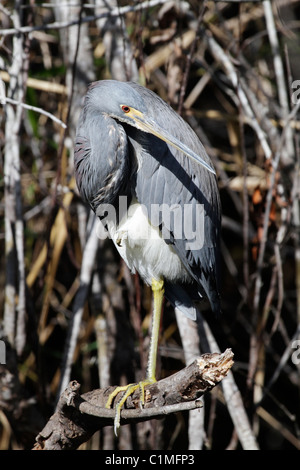 Aigrette tricolore (Egretta tricolor) à l'anhinga Trail, le Parc National des Everglades, en Floride, les Everglades Banque D'Images