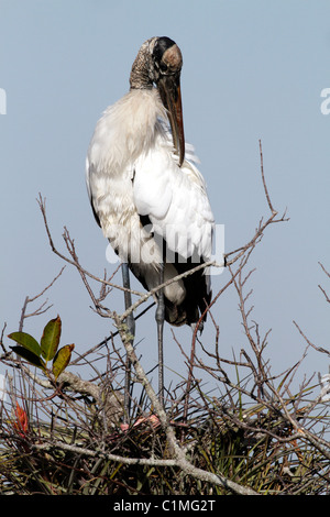 Wood Stork (Mycteria americana) assis sur un arbre à l'anhinga Trail, le Parc National des Everglades, en Floride, les Everglades Banque D'Images