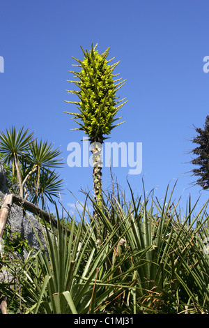 Puya Puya chilensis, chilienne, Pitcairnioideae, Bromeliaceae. Banque D'Images