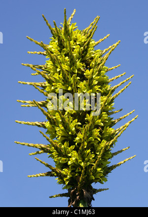 Puya Puya chilensis, chilienne, Pitcairnioideae, Bromeliaceae. Banque D'Images