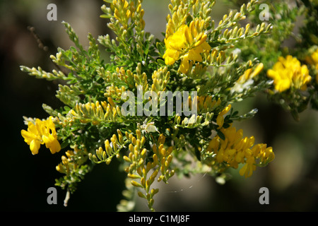 Balai d'arbustes, un balai ou balai doux jaune, Genista racemosa, Fabaceae. Syn. Genista fragrans, Cytisus racemosus, C. spachianus. Banque D'Images