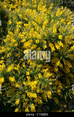 Balai d'arbustes, un balai ou balai doux jaune, Genista racemosa, Fabaceae. Syn. Genista fragrans, Cytisus racemosus, C. spachianus. Banque D'Images