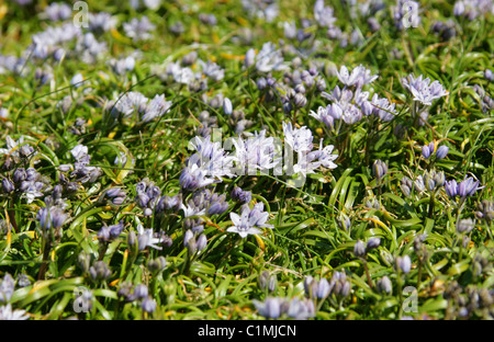 Spring Squill, Scilla verna, Hyacinthaceae. En fleurs sauvages. Banque D'Images