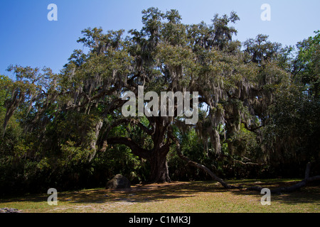 Différentes vues et perspectives de l'arbre de chêne de Fairchild dans le parc d'état de Bulow Ormond Beach Florida Banque D'Images