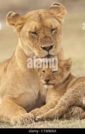 Stock photo d'un lion assis sous le menton de sa mère. Banque D'Images