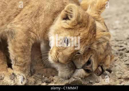 Stock photo d'un lion cub sa maman d'accueil. Banque D'Images