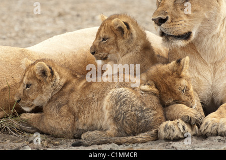 Stock photo de soins infirmiers des lionceaux. Banque D'Images