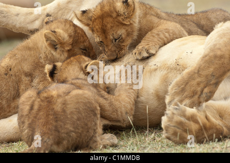 Stock photo de soins infirmiers des lionceaux. Banque D'Images