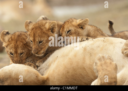 Stock photo de soins infirmiers des lionceaux. Banque D'Images