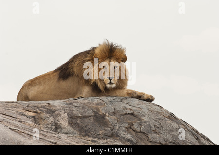 Stock photo d'un lion assis sur le dessus d'un kopje rock. Banque D'Images