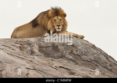 Stock photo d'un lion assis sur le dessus d'un kopje rock. Banque D'Images