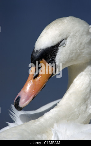 Head shot of a female mute swan (Cygnus olor) Ouest de l'Australie. Banque D'Images