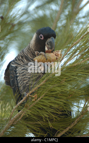 Cacatoès noir à queue blanche (Calyptorhynchus baudinii ) appuyer machinalement sur cône de pin. Banque D'Images