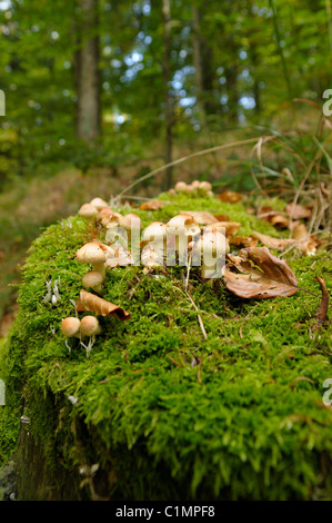 Champignon poussant sur souche moussue dans une forêt, Gorski kotar, Croatie Banque D'Images
