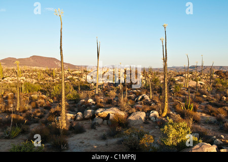 Paysages de désert de Sonora, Basse Californie, Mexique Banque D'Images