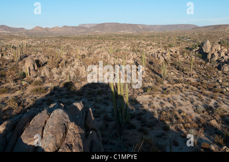 Paysages de désert de Sonora, Basse Californie, Mexique Banque D'Images