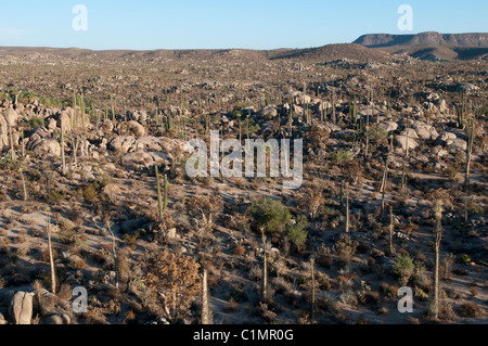 Paysages de désert de Sonora, Basse Californie, Mexique Banque D'Images