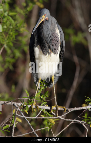 Aigrette tricolore (Egretta tricolor) à l'anhinga Trail, le Parc National des Everglades. L'oiseau est au lissage. Banque D'Images