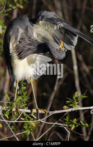 Aigrette tricolore (Egretta tricolor) à l'anhinga Trail, le Parc National des Everglades. L'oiseau est au lissage. Banque D'Images