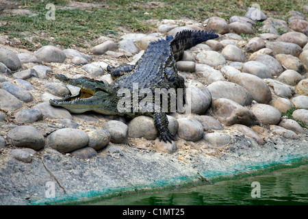 Crocodile du Nil au soleil sur le bonheur ferme des crocodiles près de Stellenbosch, Afrique du Sud.( Crocodylus niloticus) Banque D'Images