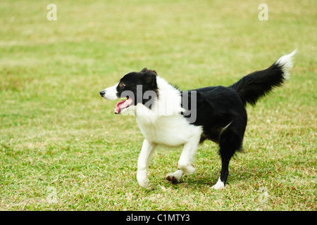 Border Collie chien qui court sur la pelouse Banque D'Images