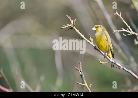 Verdier d'Europe (Carduelis chloris Chloris chloris) mâle - perché sur une branche en hiver - Louvain-La-Neuve - Belgique Banque D'Images